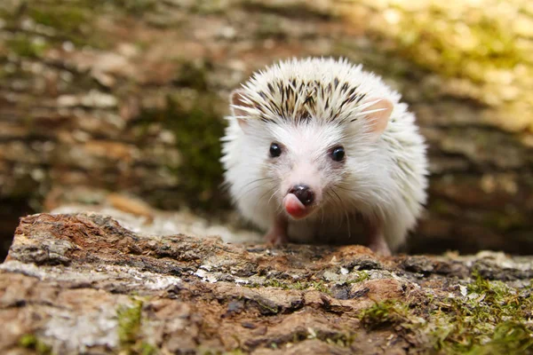 Porco-pigmeu africano Hedgehog — Fotografia de Stock