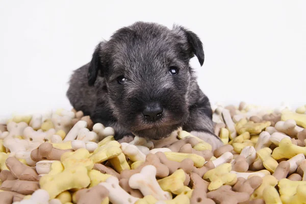 Hungry schnauzer puppy dog behind a big mound of food. Dog food biscuit bones. — Stock Photo, Image