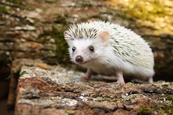 Porco-pigmeu africano Hedgehog — Fotografia de Stock