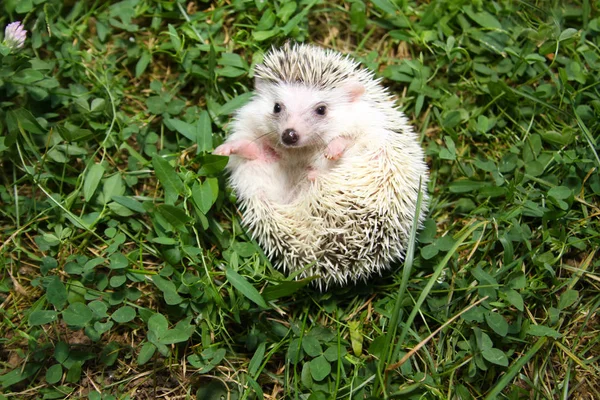 Porco-pigmeu africano Hedgehog — Fotografia de Stock