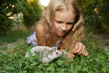 evcil afrika pigme kirpi ile küçük kız