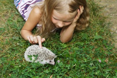 evcil afrika pigme kirpi ile küçük kız