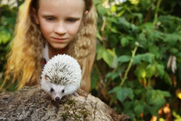 Liten flicka med hennes husdjur afrikansk Pygmy igelkott — Stockfoto