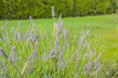 Lavender alanında lavanta çiçekleri yakın çekim. Yaz.