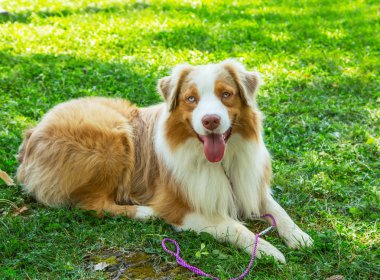 Sevimli kırmızı Merle mavi gözleri Aussie Avustralyalı çoban köpek köpeği çim dışarıda yatıyor.
