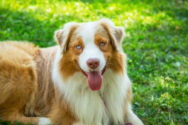 Sevimli kırmızı Merle mavi gözleri Aussie Avustralyalı çoban köpek köpeği çim dışarıda yatıyor.
