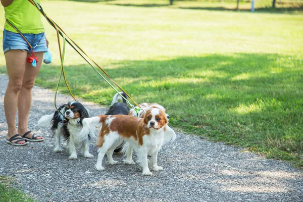 Küçük köpekler Cavalier King Charles Spaniel parkta bir paket yürüyüş kadın. Profesyonel köpek Walker hizmeti.