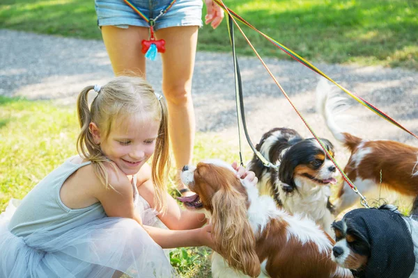 Femme promenant un paquet de petits chiens Cavalier Roi Charles Spaniel dans le parc. Service professionnel de promeneurs de chiens. Petite fille embrasse les chiens . — Photo