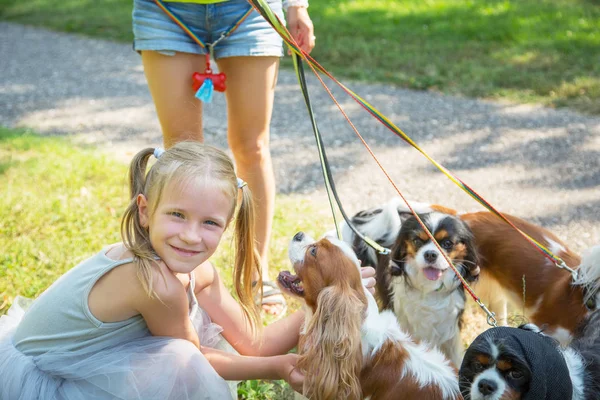 Mujer paseando una manada de perros pequeños Cavalier King Charles Spaniel en el parque. Servicio profesional de paseador de perros. Niña abraza perros . — Foto de Stock