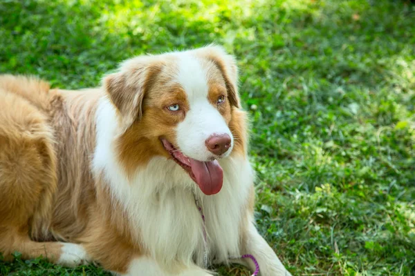 Sevimli kırmızı Merle mavi gözleri Aussie Avustralyalı çoban köpek köpeği çim dışarıda yatıyor.