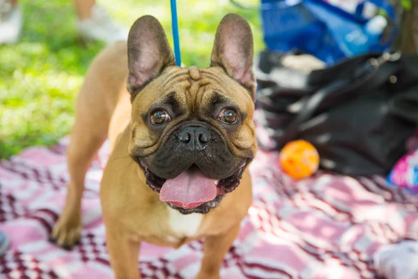 Beautiful red french bulldog puppy enjoyng in park with owner — Stock Photo, Image