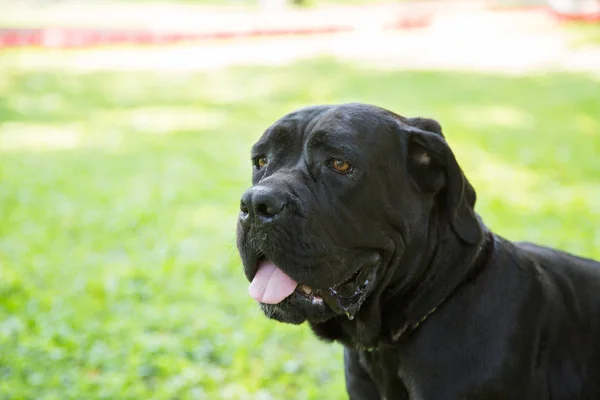 Outdoor Portrait of Black Young Cane Corso puppy Dog. Cane Corso Italiano. — Stock Photo, Image