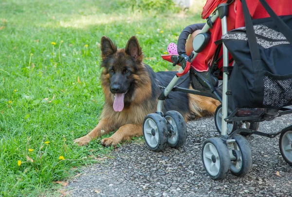 Long-haired German shepherd protects a baby carriage on walk in park. Dog security guard. — Stock Photo, Image