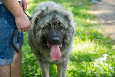 Sarplaninac köpek portresi, İlirya Çoban Köpek, yürüyüşte Yugoslav Çoban