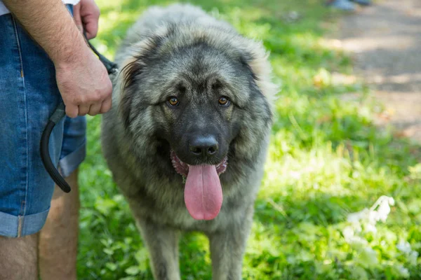 Sarplaninac köpek portresi, İlirya Çoban Köpek, yürüyüşte Yugoslav Çoban