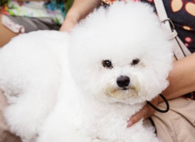 Kadın sevimli bichon frise köpek açık havada ile istirahat