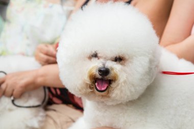 Kadın sevimli bichon frise köpek açık havada ile istirahat