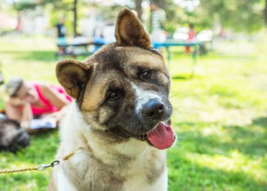 Parkta Amerikan akita köpek yavrusu portre açık havada