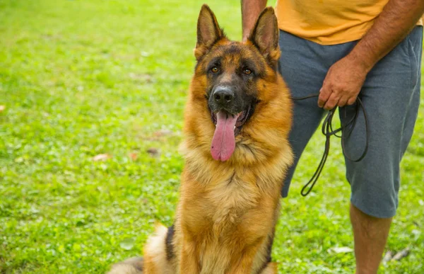 Portrait of a beautiful German Shepherd with owner handler on green background, outdoor. Show working obedience dog — Stock Photo, Image