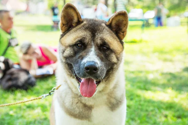 American akita puppy dog portrait outdoor in park — Stock Photo, Image