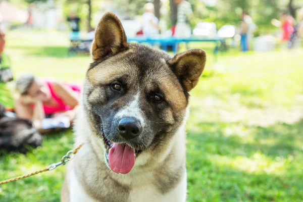 American akita puppy dog portrait outdoor in park — Stock Photo, Image