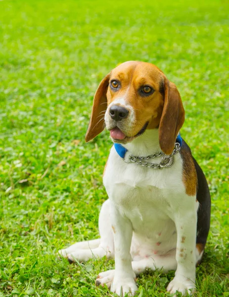 Piękny pies szczeniak Beagle siedzi na zewnątrz w parku — Zdjęcie stockowe