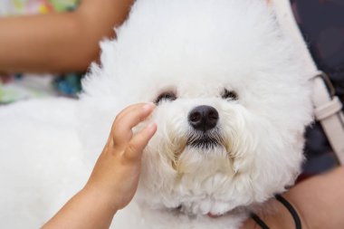 Köpekler ve sahipleri parkta dinleniyor. Küçük çocuk bir köpeğe eliyle dokunur. Dostluk, evcil hayvan, köpek ve çocuk birlikteliği kavramları.