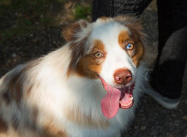 Sevimli kırmızı merle mavi gözleri avustralya çoban yavrusu köpek dışında çim oturan.