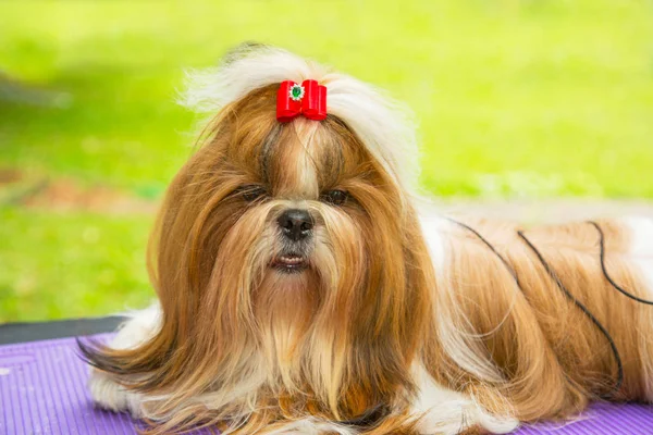 Adorable Shih Tzu dog lying in grooming table in park — Stock Photo, Image