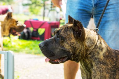 Dogo Canario, parkta sahibi ile perro de presa canario köpek yavrusu