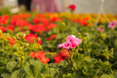 Bahçecilik, çiçekçilik, dükkan, sera sardunyası Pelargonium sp..