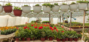 Bahçecilik, çiçekçilik, dükkan, sera sardunyası Pelargonium sp..