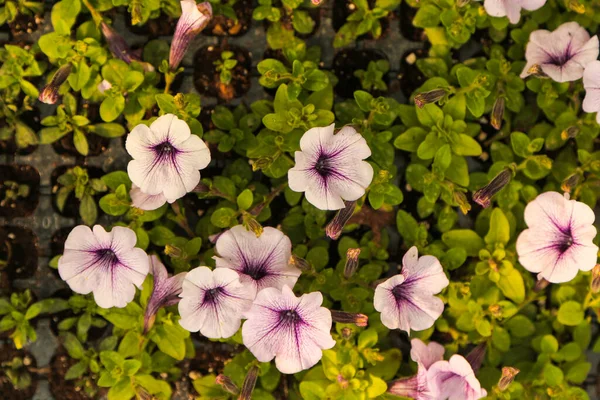 Gardening flower nursery, shop, Petunia flowers — Stock Photo, Image