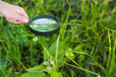 Küçük kız büyüteçten bakıyor. Doğa üzerine yakın plan portre, yaz maceraları. 