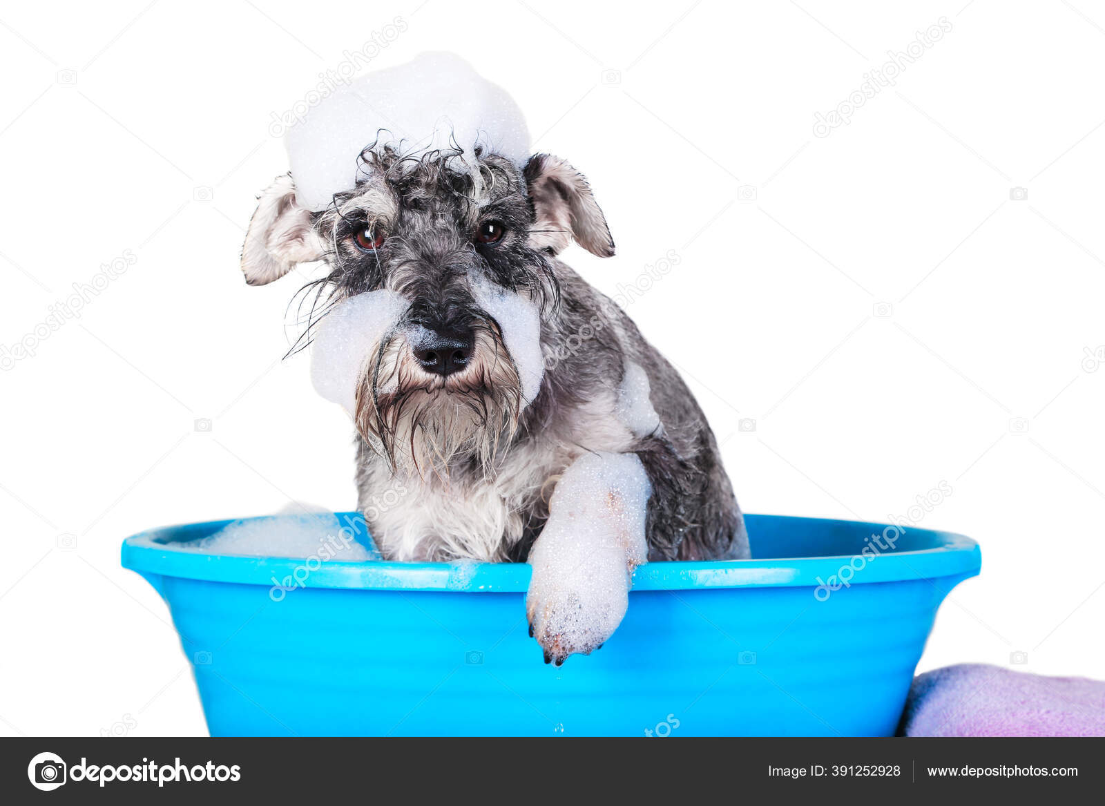 schnauzer shop