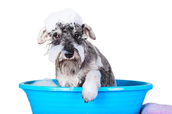 Komik Schnauzer yavru köpeği mavi küvette şampuan ve köpüklerle banyo yapıyor. Evcil hayvan dükkanı için pankart, kuaför salonu. 