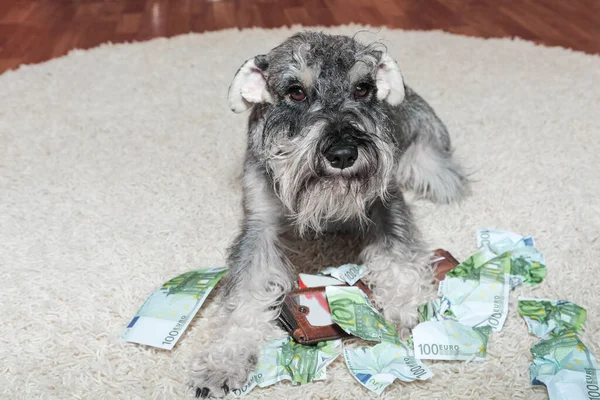 Niegrzeczny piesek, zły szczeniak sznaucerski w środku bałaganu z podartymi pieniędzmi. Zły pies siedzący na podartych banknotach euro. — Zdjęcie stockowe