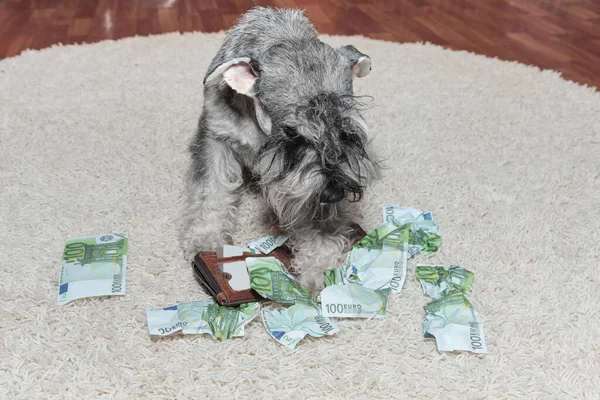 Yaramaz köpek, yırtık paranın ortasında kötü schnauzer köpeği. Kötü köpek yırtık avro banknotlarının üzerinde oturuyor.. — Stok fotoğraf