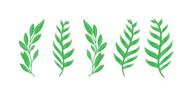 Bitkisel dekorasyon için yemyeşil orman eğreltiotu, tropikal palmiye, doğal yeşillik, yapraklar, bitkiler ve yeşillik elementleri koleksiyonu, çevre dostu dijital tasarım