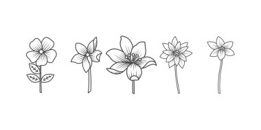 El çizimi çiçekler yaz çiçekleri, yeşillikler ve klasik dekoratif vektör botanik tasarımları için mürekkep resimleriyle çizilmiş siyah beyaz renkte boyalar.