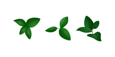 Taze yeşil yapraklar gerçekçi vektör illüstrasyonunu kesiyor doğal botanik yaprak izole tasarımı eko çevre için mükemmel organik doğa ve dekorasyon için