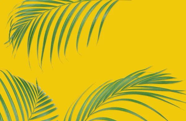 Tropikal Palmiye Sarı Zemin Üzerine Bırakır Doğa Yaz Tarz — Stok fotoğraf