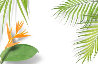 Tropikal palmiye beyaz zemin üzerine bırakır. En az doğa. Yaz tarz. Düz yatıyordu. Yaklaşık 5500 x 3600 piksel boyutunda görüntüdür.