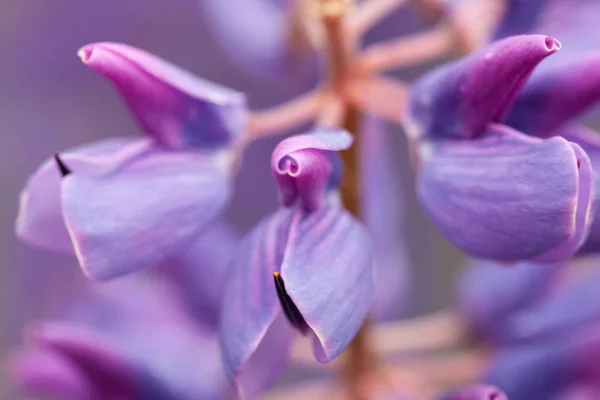 Lila Blütenlupinen Makro, aus nächster Nähe. blühende Lupinenblüten auf der Wiese. helle und gesättigte weiche Farben, verschwommener Hintergrund. — Stockfoto