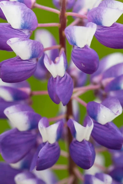 Paarse bloem lupine macro, close-up. Bloeiende lupine bloemen in de weide. Felle en verzadigde zachte kleuren, onscherpe achtergrond. — Stockfoto