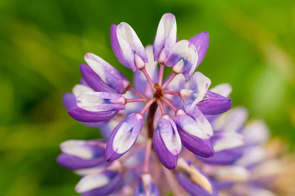 紫色の花ルピナス マクロ クローズ アップ 草原に咲くルピナスの花 飽和明るく柔らかな色 背景をぼかした写真 — ストック写真