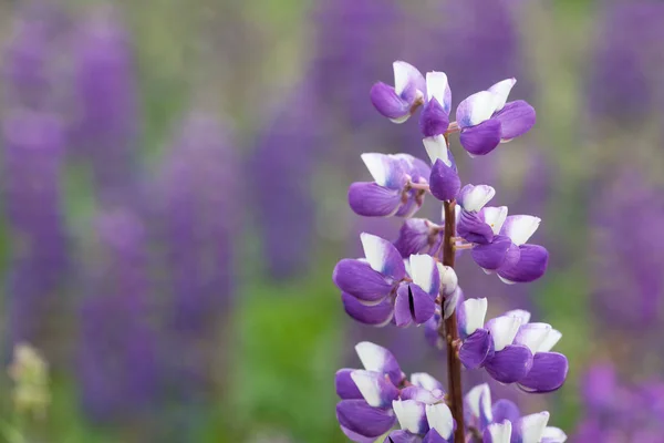 紫色の花ルピナス マクロ、クローズ アップ。草原に咲くルピナスの花。飽和明るく柔らかな色、背景をぼかした写真. — ストック写真