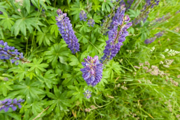 Lila Blütenlupinen Makro, aus nächster Nähe. blühende Lupinenblüten auf der Wiese. helle und gesättigte weiche Farben, verschwommener Hintergrund. — Stockfoto