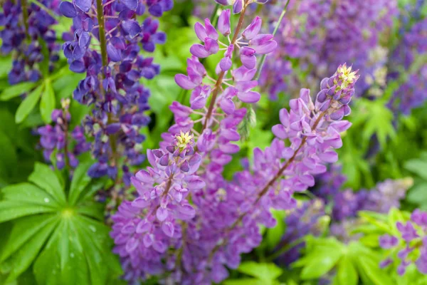 Púrpura flor de altramuz macro, de cerca. Flores de altramuz florecientes en el prado. Colores suaves brillantes y saturados, fondo borroso . —  Fotos de Stock