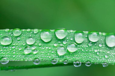 Taze yeşil çimen çiy damlaları sabah ile kapatın. Doğa arka plan.